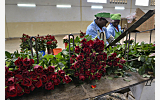 Kenya's flower exports to rise 10 pct in 2023